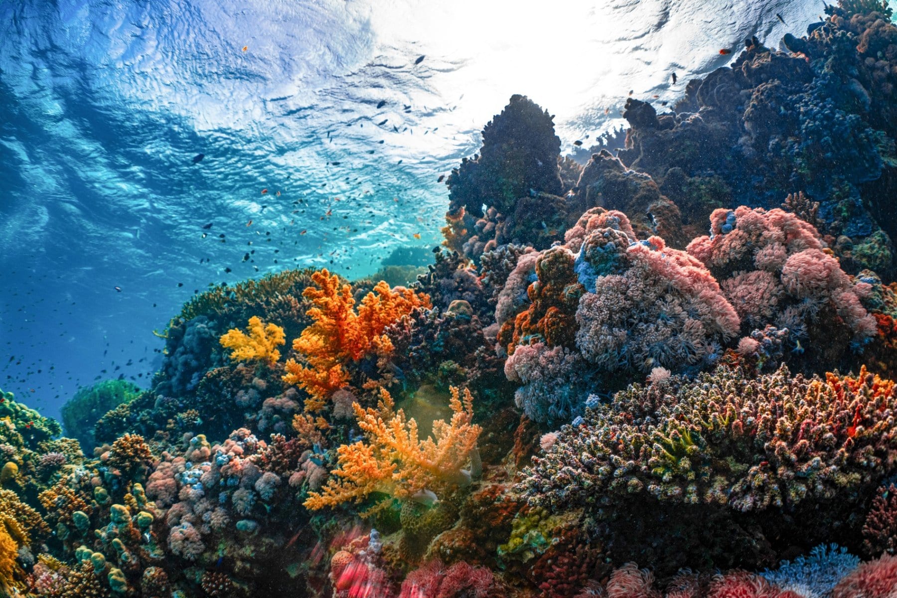 Carbon Removal in the Sustainable Carbon Cycles